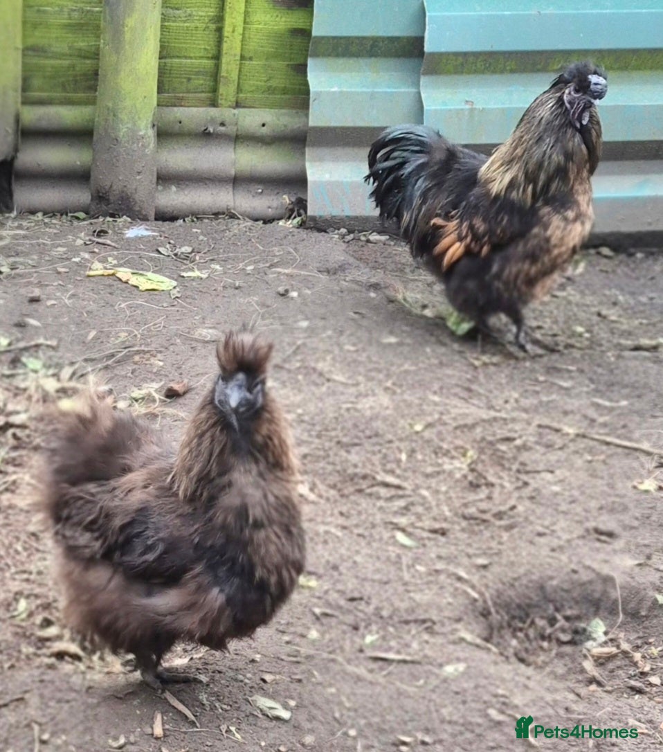 Hens poultry Pair of silkies.  - Advert 7