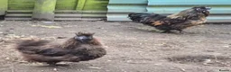 Hens poultry for sale: Pair of silkies.  - Advert 1