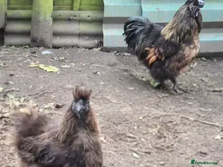 Hens poultry Pair of silkies. - Advert 7