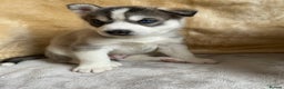 Siberian Husky dogs for sale: Siberian Husky Puppies  - Advert 6