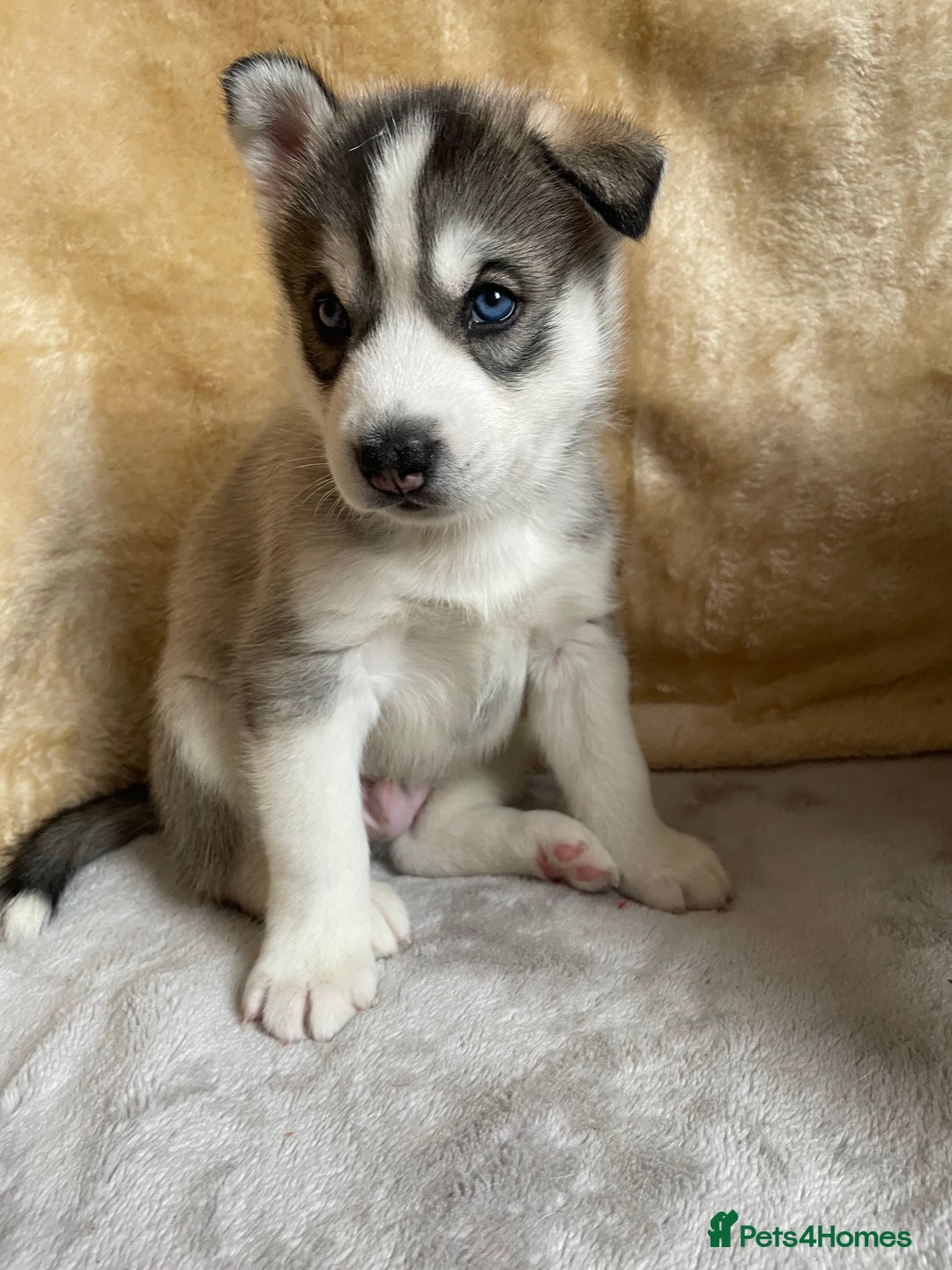 Siberian Husky dogs for sale: Siberian Husky Puppies  - Advert 6