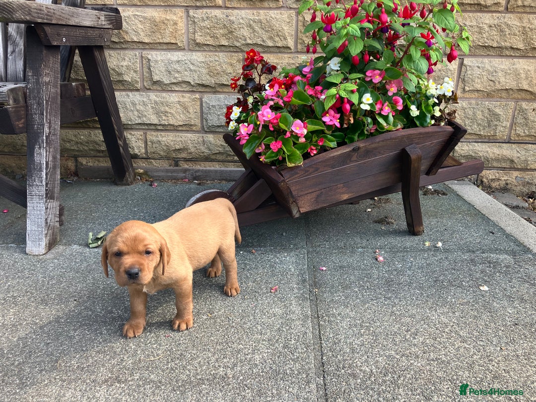 Labrador Retriever dogs for sale: STUNNING LITTER OF DARK FOX RED LABRADOR PUPPIES - Image 23
