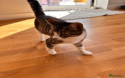 Domestic Shorthair cats for sale: Two kittens  - Image 6