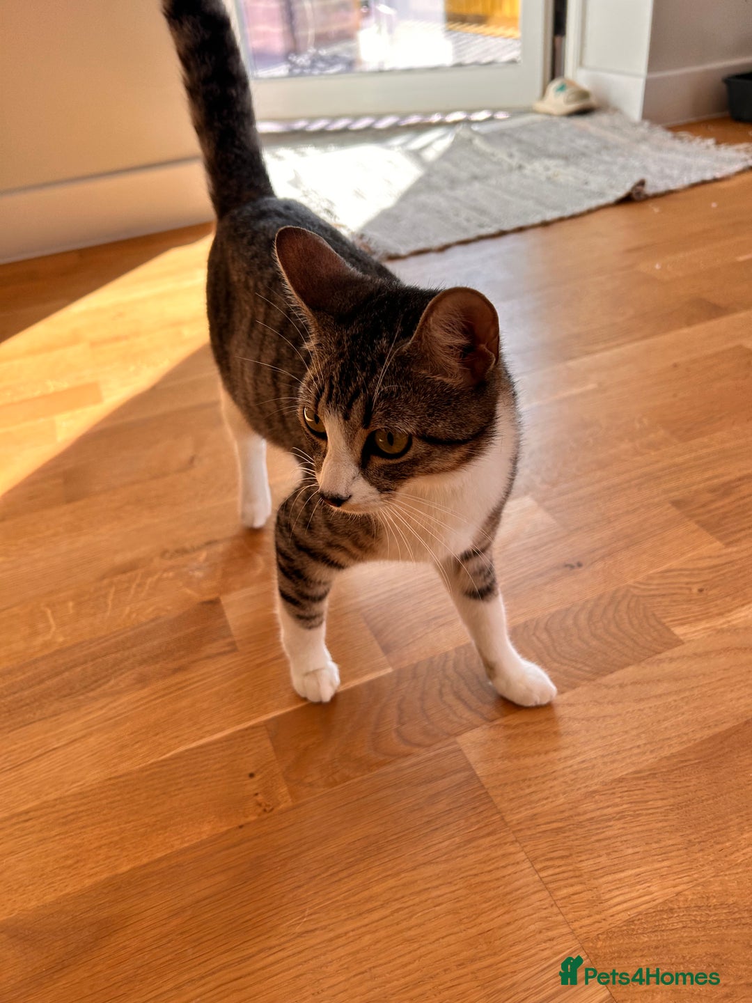 Domestic Shorthair cats for sale: Two kittens  - Image 6