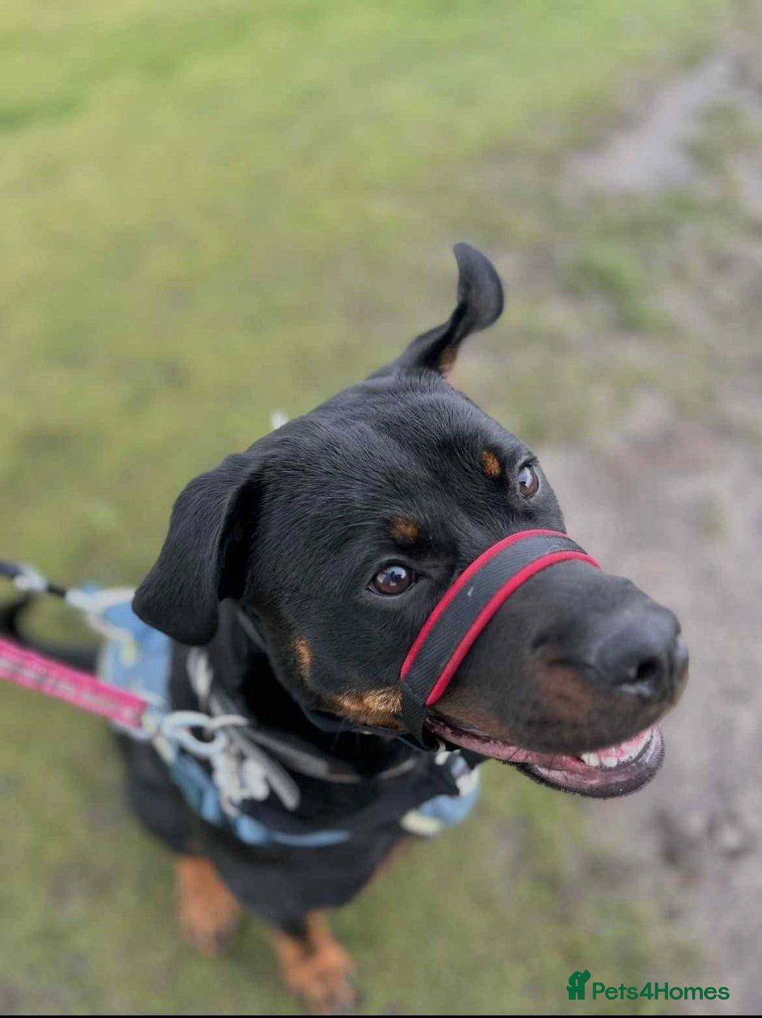 Mixed Breed dogs for adoption: Meet Nova, currently residing in Liverpool  - Advert 10