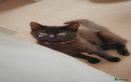 American Shorthair cats for sale: Luna needs a new home  - Image 6