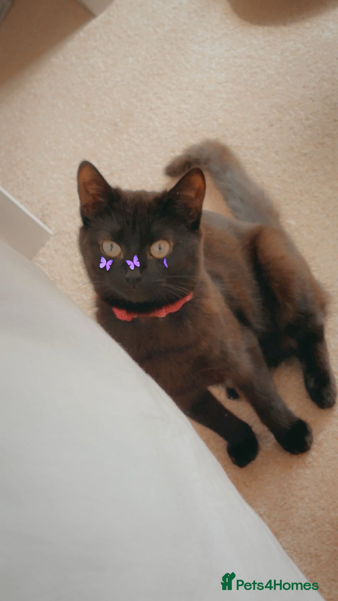 American Shorthair cats for sale: Luna needs a new home  - Image 6