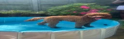 Miniature Poodle dogs for stud: Teddy  - Advert 5
