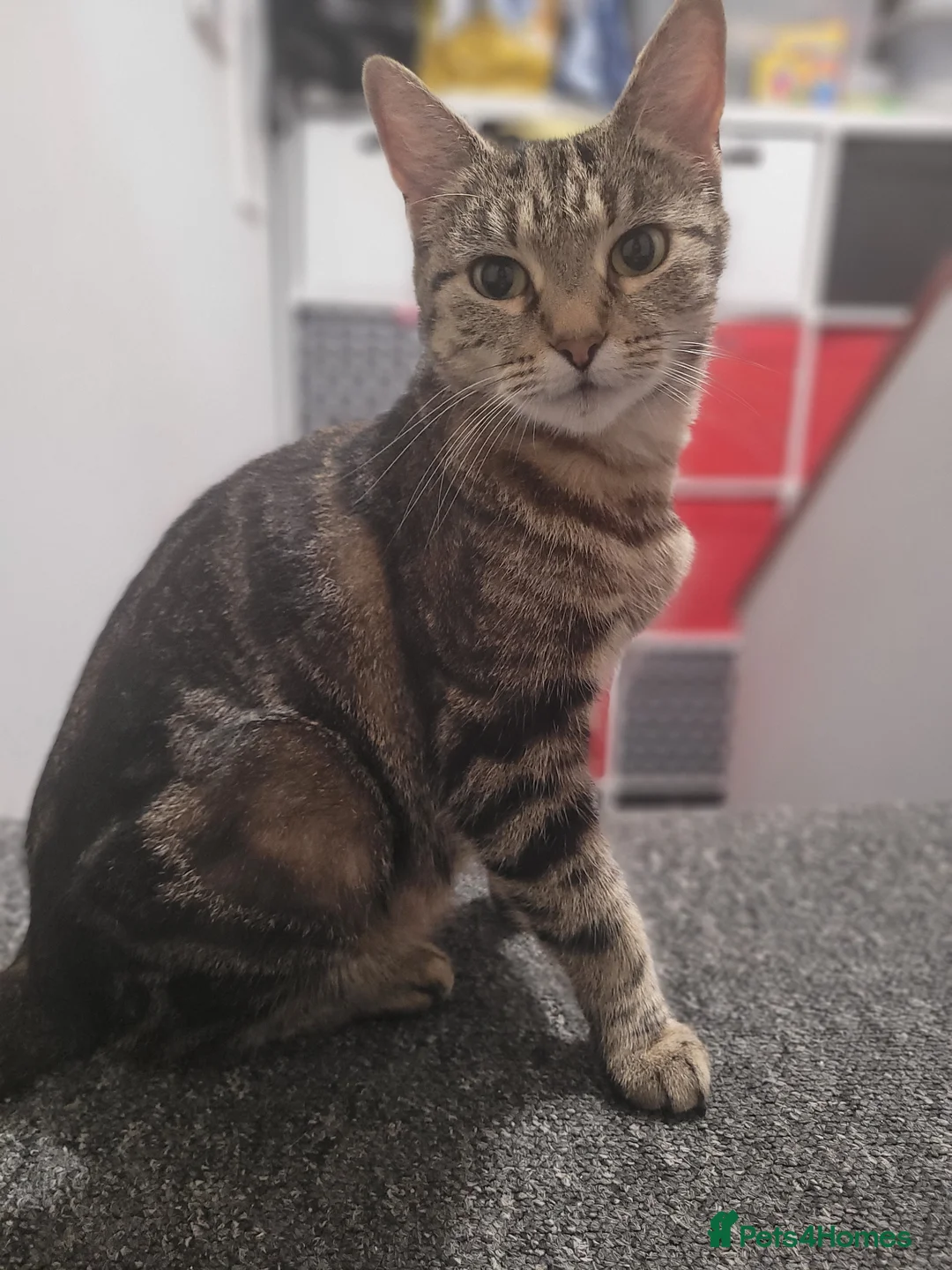 Mixed Breed cats for sale: Cute Kittens for Sale! - Advert 19