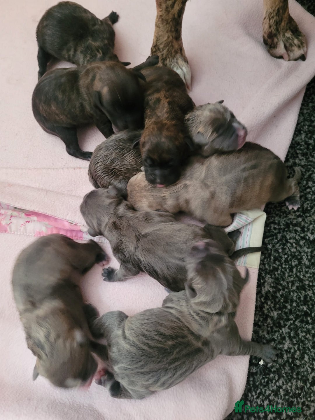 Mixed Breed dogs for sale: 8 Puppies - 3/4 blue staff 1/4 whipit  in Cradley Heath - Image 6
