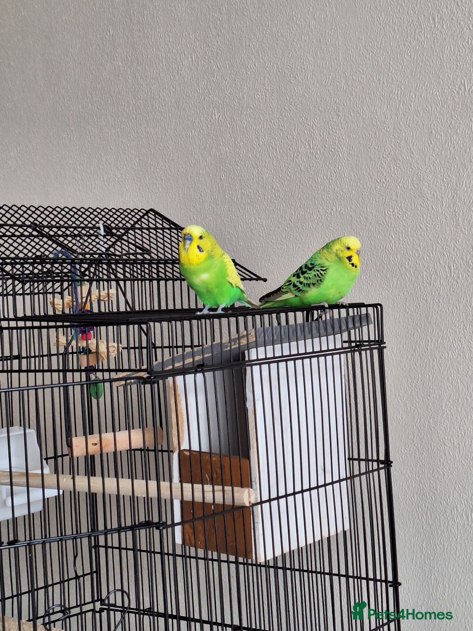 Budgerigars birds A pair of budgies - Advert 1