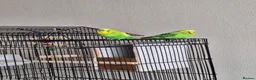 Budgerigars birds for sale: A pair of budgies in Basingstoke - Advert 1