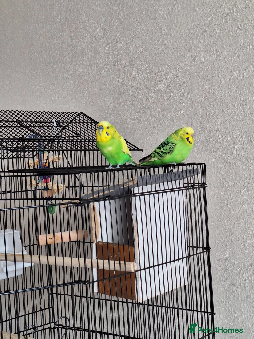 Budgerigars birds for sale: A pair of budgies in Basingstoke - Advert 1