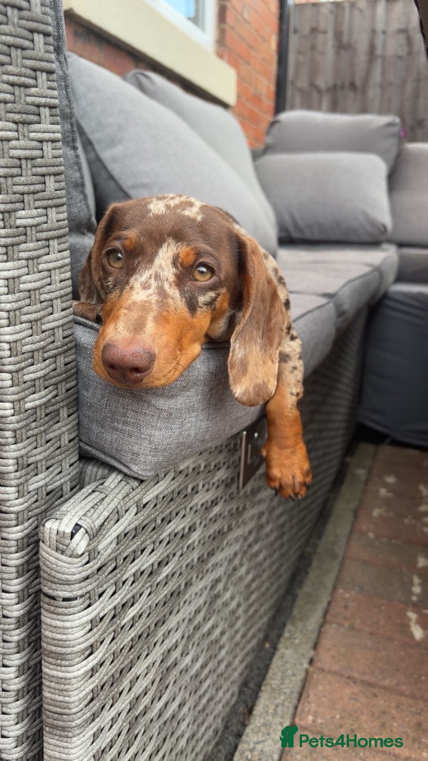 Miniature Dachshund dogs Miniature dachshund male - Advert 5