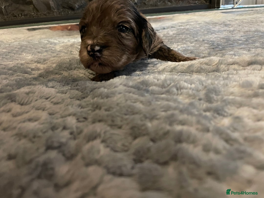 Cockapoo dogs for sale: 5 ⭐️ Cockapoo Puppies for 5 ⭐️ homes only - Image 18