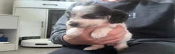 Cocker Spaniel dogs for sale: Show cocker spaniels! - Advert 13