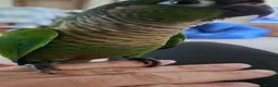 Conures birds for sale: Hand reared greencheek conures  - Advert 4