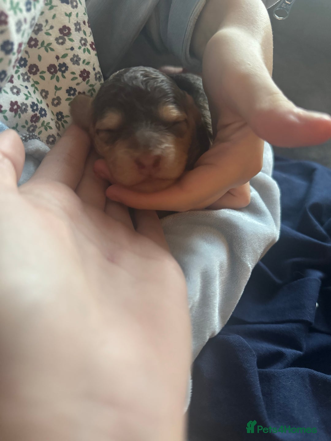 Cockapoo dogs for sale: Beautiful F1b cockapoos  - Advert 7