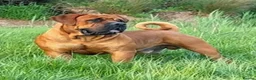 Boerboel dogs for sale: Elite Guard Neema X Spartan Dutch - Advert 7