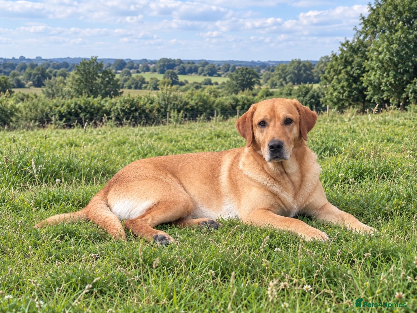 Labrador Retriever dogs PROVEN, KC REG,HEALTH TESTED LABRADOR FOR STUD - Advert 7