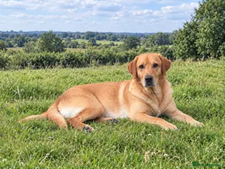 Labrador Retriever dogs PROVEN, KC REG,HEALTH TESTED LABRADOR FOR STUD - Advert 7