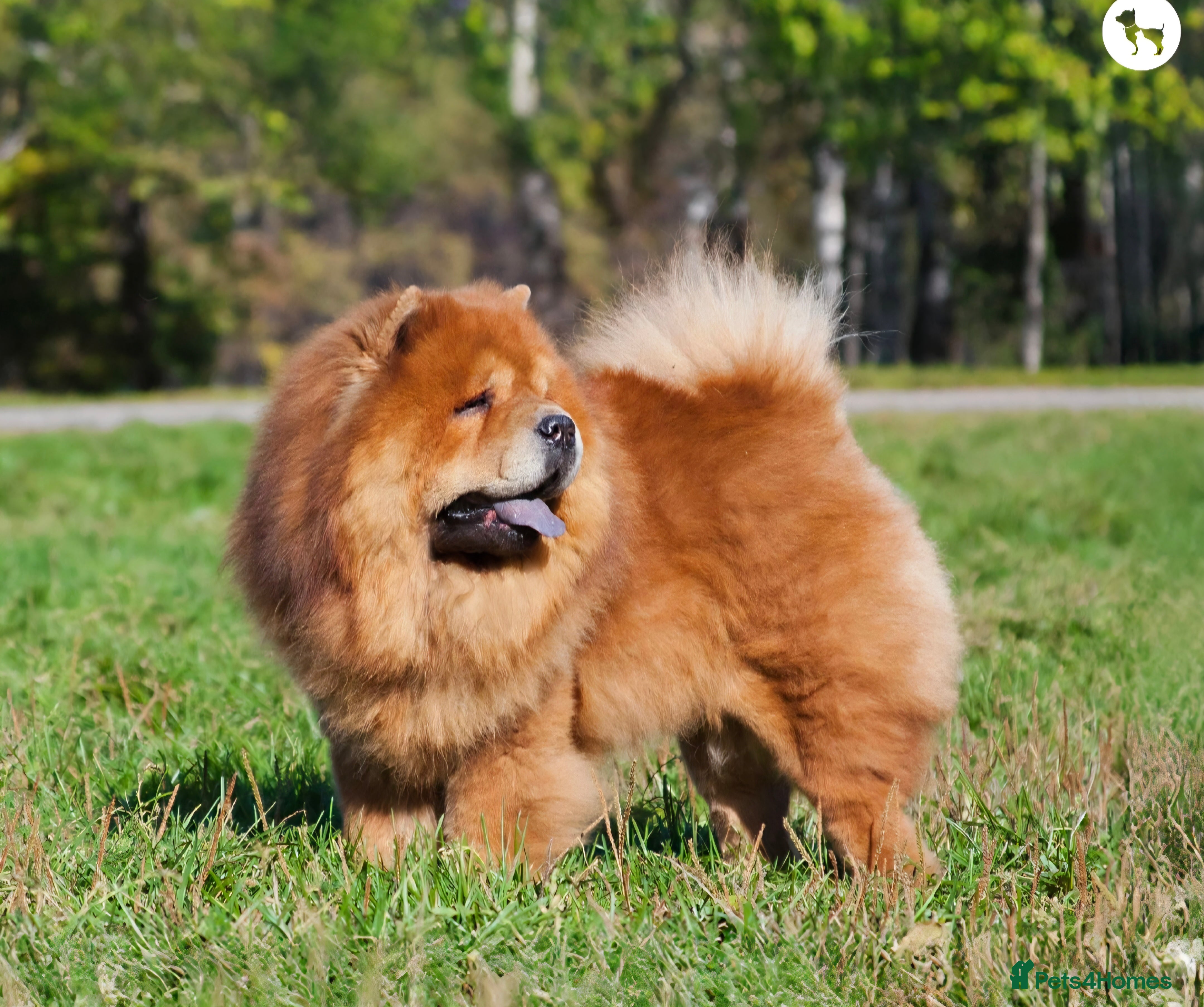 Chow Chow dogs Chow chow for sale - Advert 7
