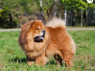 Chow Chow dogs Chow chow for sale - Advert 3