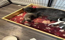 Mixed Breed dogs for sale: Bedlington Whippet puppies  - Image 4
