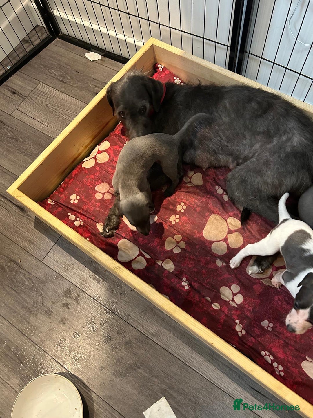 Mixed Breed dogs for sale: Bedlington Whippet puppies  - Image 4