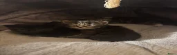 British Shorthair cats for sale: 4 Fluffy kittens  in Newport - Advert 14