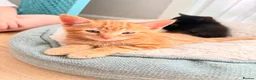 Mixed Breed cats for sale: Kittens for sale, mixed breed  in Cwmbran - Advert 6