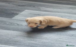 Miniature Dachshund dogs for sale: KC REG PRA CLEAR CREAM LONG HAIRED MINI DACHSHUNDS - Image 16