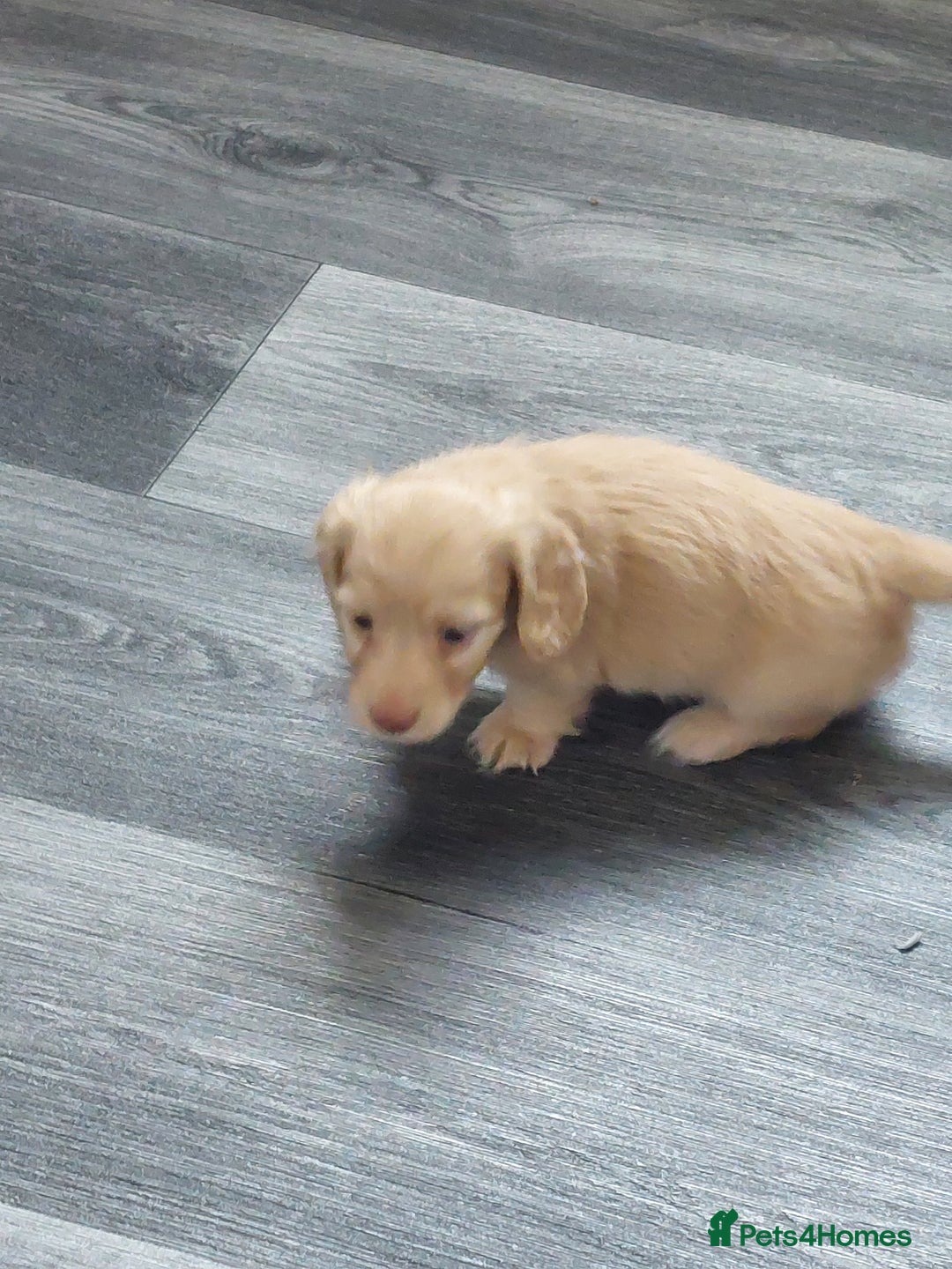 Miniature Dachshund dogs for sale: KC REG PRA CLEAR CREAM LONG HAIRED MINI DACHSHUNDS - Image 16