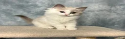 Ragdoll cats for sale: 🤍 READY NOW Lilac Mink Bicolour Cherubim Girl 🤍 - Advert 4