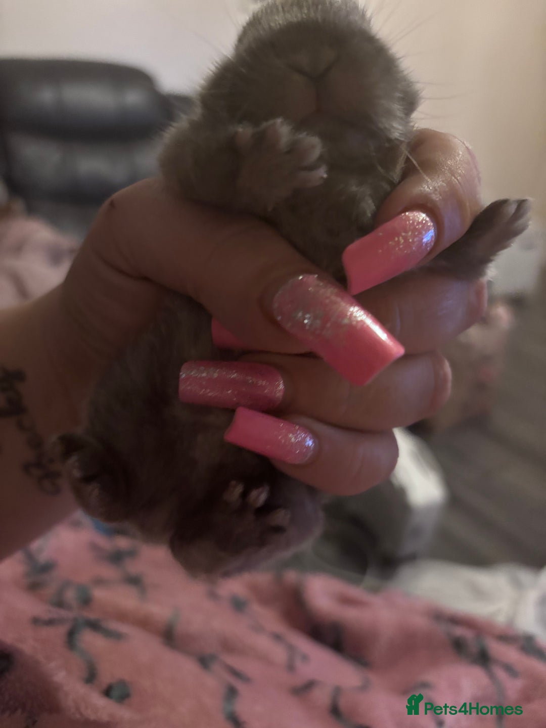 Mixed Breed rabbits for sale: Dwarf lop bunnies  - Advert 9