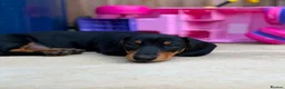 Dachshund dogs for sale: Beautiful Black and Tan dachshunds puppies  - Advert 3