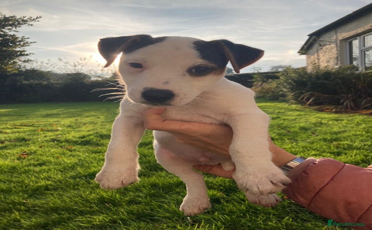 Parson Russell dogs - Advert 1