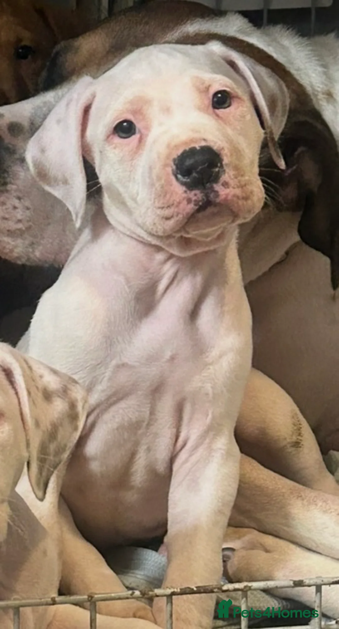 Mixed Breed dogs for sale: american bulldog cross staff - Advert 2