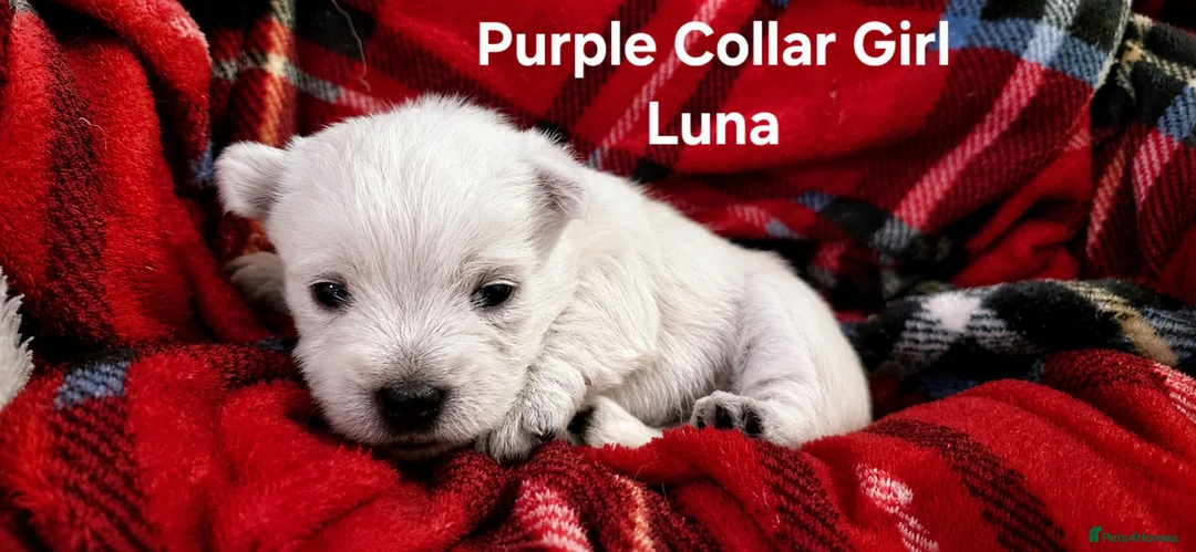 West Highland Terrier dogs for sale: Gorgeous West Highland Terrior Puppies!! - Advert 12