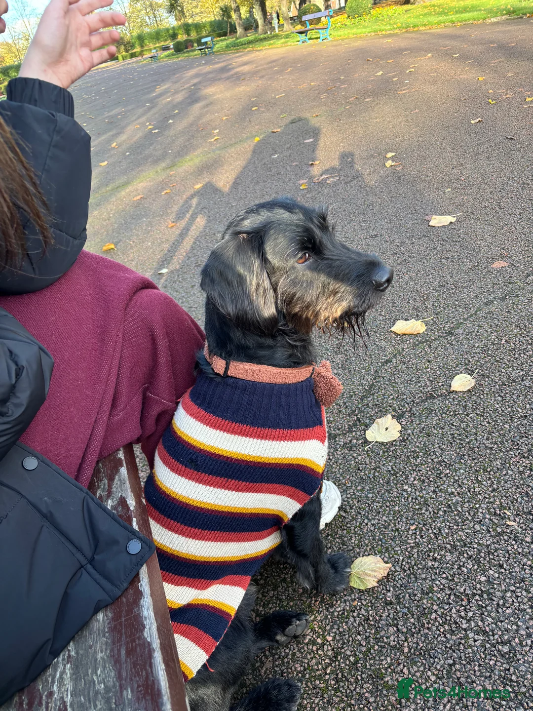 Mixed Breed dogs for stud: Bedlington cocker spaniel stud  - Advert 5