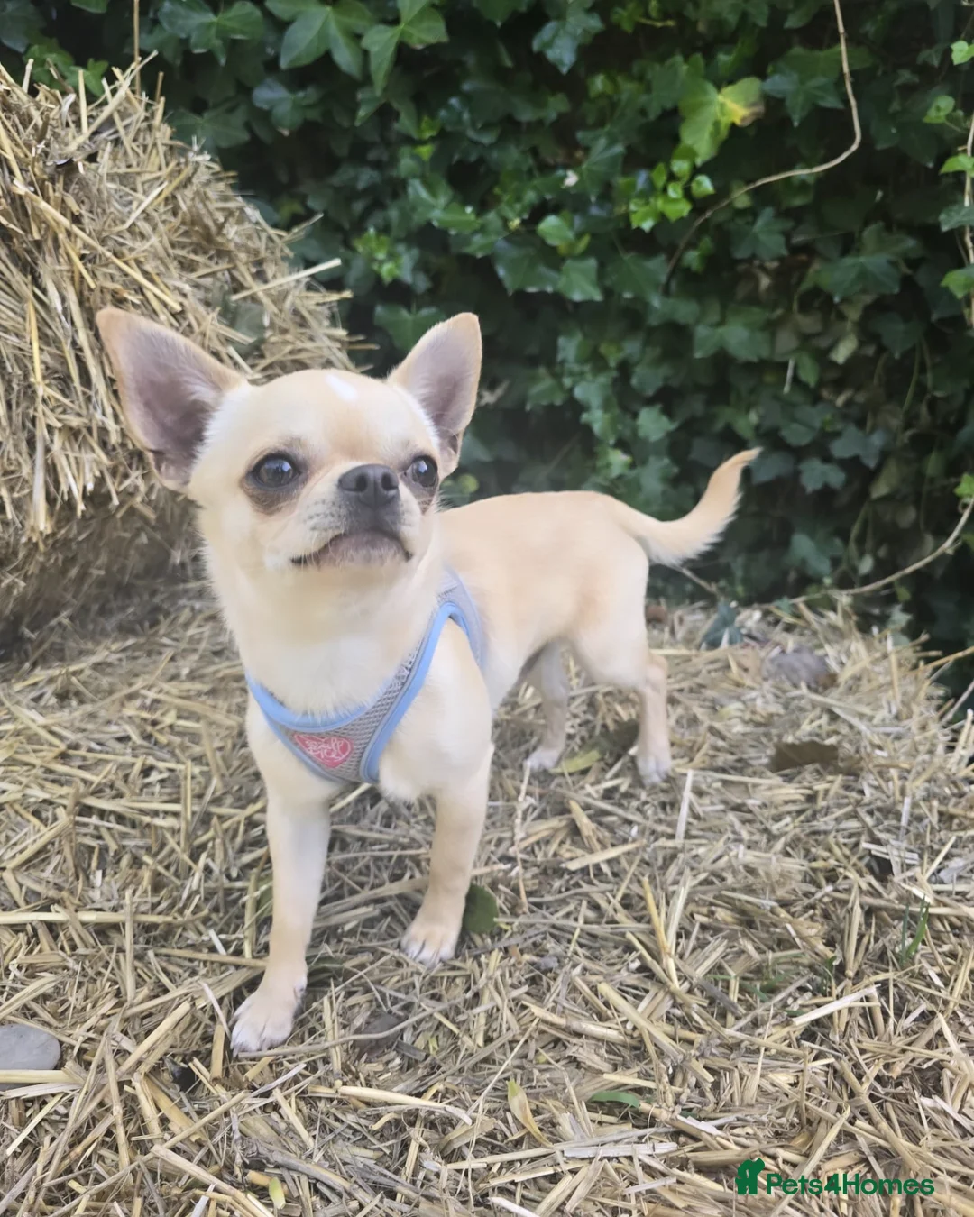Chihuahua dogs for stud: Gorgeous Male Kc Registered cream chihuahua - Image 3