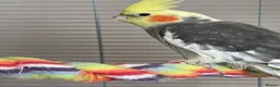 Cockatiels birds for sale: 2 Cockatiels, cage & accessories included  - Advert 3