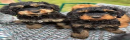 Cavapoo dogs for sale: Black and Tan Cavapoos - Advert 19
