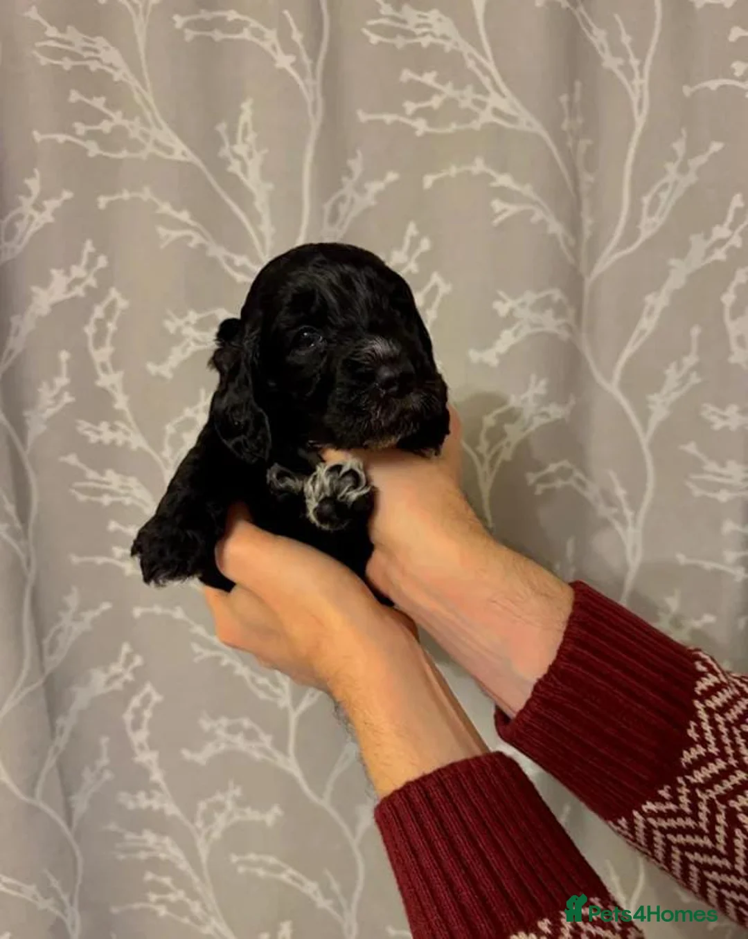 Cockapoo dogs for sale: A litter of beautiful cockapoos in Manchester - Advert 2