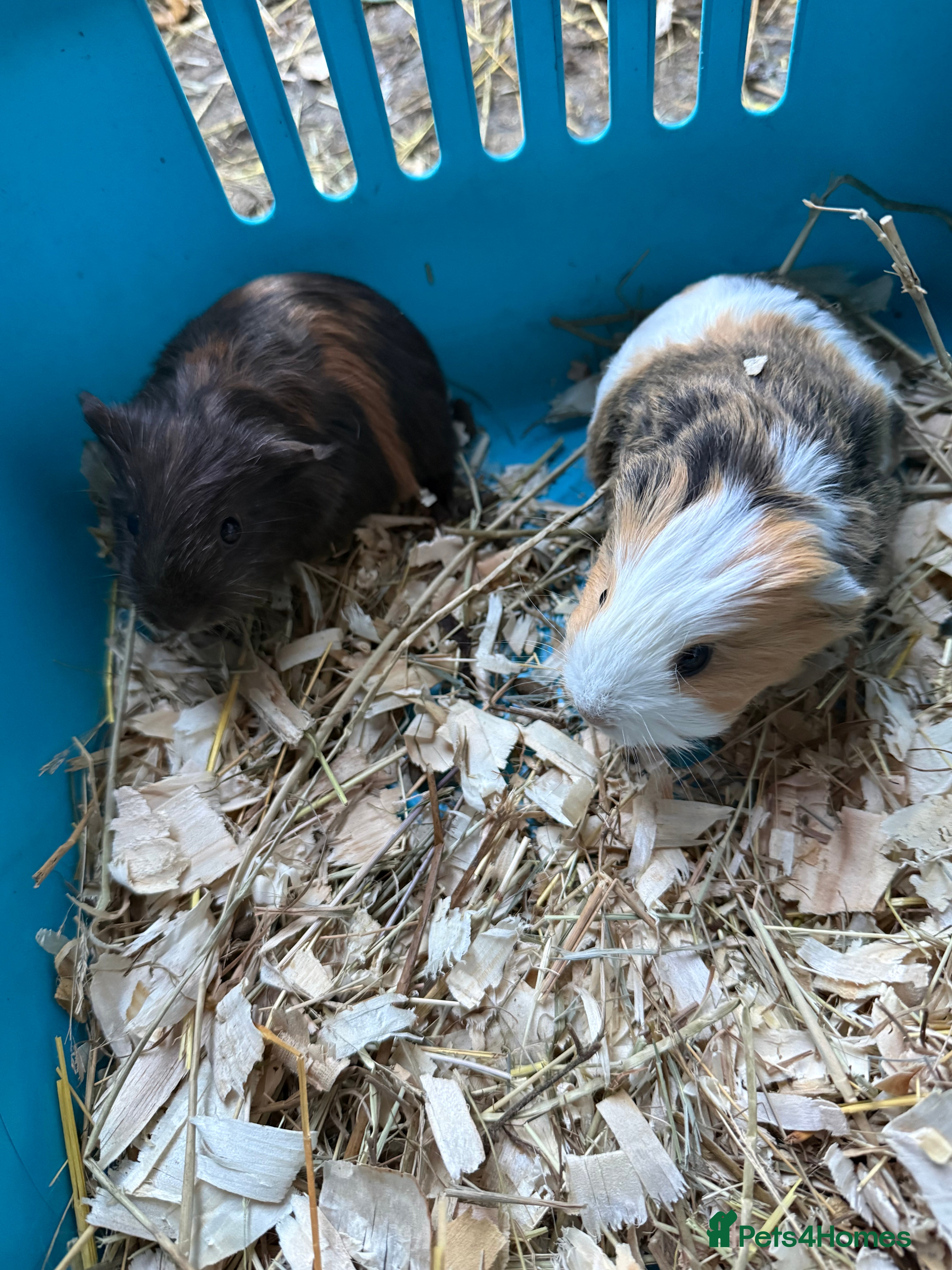 Guinea Pig rodents Baby guinea pigs for sale - Advert 9