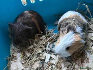 Guinea Pig rodents Baby guinea pigs for sale - Advert 5