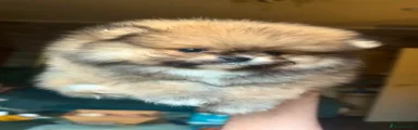 Male Pomeranian 