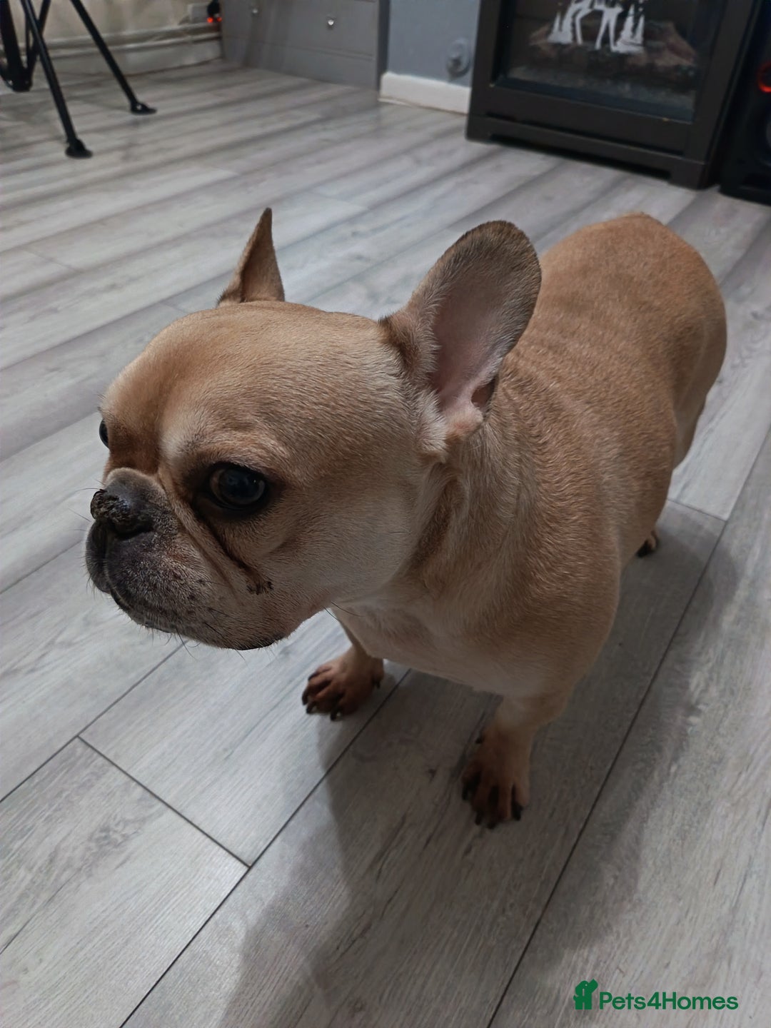 French Bulldog dogs for sale: French bulldog - Advert 2