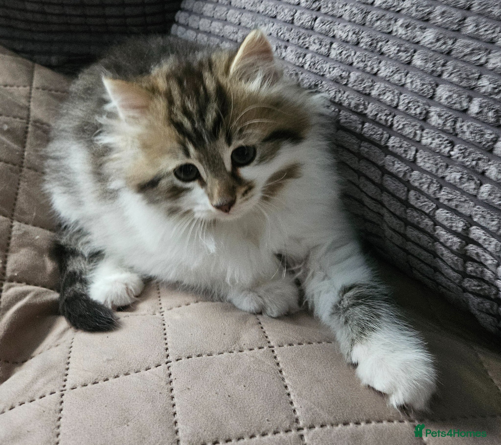 Siberian cats Beautiful Siberian kitten ready for a new home - Advert 1