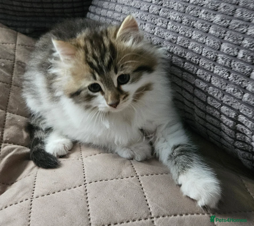 Siberian cats for sale: Beautiful Siberian kitten ready for a new home - Advert 1